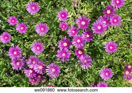 Trailing Iceplant with vibrant pink flowers View Large Photo Image Stock Image - Trailing Iceplant with vibrant pink flowers. Fotosearch