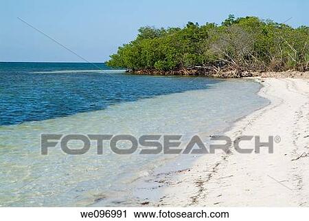 Transparent water and white sand beach at Cayo Jutias, Cuba View Large Photo Image Stock Image - Transparent water and white sand beach at Cayo Jutias, Cuba. Fotosearch