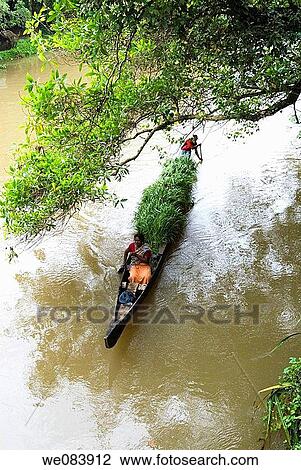 Transporting grass by a small boat near Mannarsala, Kerala, India. View Large Photo Image Stock Image - Transporting grass by a small boat near Mannarsala, Kerala, India.. Fotosearch