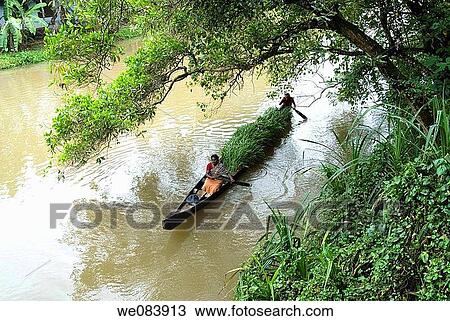 Transporting grass by a small boat near Mannarsala, Kerala, India. View Large Photo Image Stock Image - Transporting grass by a small boat near Mannarsala, Kerala, India.. Fotosearch
