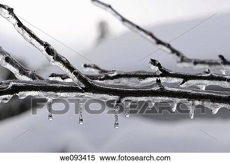 Tree branches covered in ice after a freezing rain ice storm in winter View Large Photo Image Stock Photography - Tree branches covered in ice after a freezing rain ice storm in winter. Fotosearch