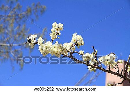 Tree in blossom with an insect Villel village Teruel province Spain View Large Photo Image Stock Image - Tree in blossom with an insect Villel village Teruel province Spain. Fotosearch
