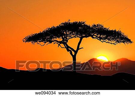 Tree standing silhouetted against to the morning sunrise View Large Photo Image Picture - Tree standing silhouetted against to the morning sunrise. Fotosearch