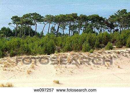 Trees along the Pyla great sand dune, France Aquitaine View Large Photo Image Stock Photo - Trees along the Pyla great sand dune, France Aquitaine. Fotosearch