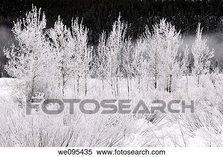 Trees and bushes covered in frost on a cold morning at Oxbow Bend on the Snake River against dark Signal Mountain in Grand Teton National Park View Large Photo Image Stock Photography - Trees and bushes covered in frost on a cold morning at Oxbow Bend on the Snake River against dark Signal Mountain in Grand Teton National Park. Fotosearch