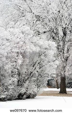 trees in winter covered with frost View Large Photo Image Stock Image - trees in winter covered with frost. Fotosearch