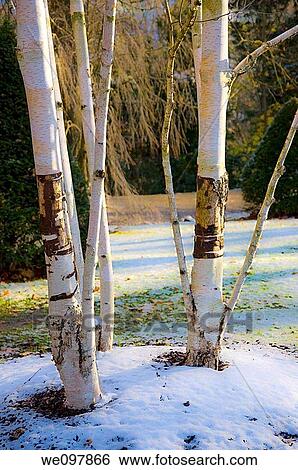 Trees in winter View Large Photo Image Stock Photograph - Trees in winter. Fotosearch