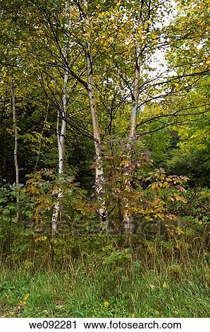 Trees, Scenic View near North Aspy River, Cape Breton Highlands National Park, Cape Breton Island, Nova Scotia, Canada View Large Photo Image Stock Image - Trees, Scenic View near North Aspy River, Cape Breton Highlands National Park, Cape Breton Island, Nova Scotia, Canada. Fotosearch