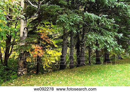 Trees, Scenic View near North Aspy River, Cape Breton Highlands National Park, Cape Breton Island, Nova Scotia, Canada View Large Photo Image Stock Photo - Trees, Scenic View near North Aspy River, Cape Breton Highlands National Park, Cape Breton Island, Nova Scotia, Canada. Fotosearch
