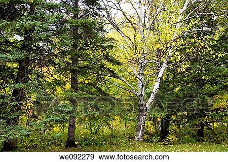 Trees, Scenic View near North Aspy River, Cape Breton Highlands National Park, Cape Breton Island, Nova Scotia, Canada View Large Photo Image Stock Photo - Trees, Scenic View near North Aspy River, Cape Breton Highlands National Park, Cape Breton Island, Nova Scotia, Canada. Fotosearch