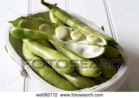Trug with broad beans View Large Photo Image Stock Image - Trug with broad beans. Fotosearch