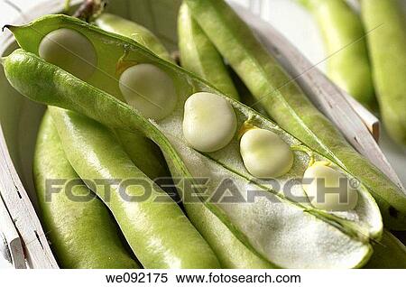 Trug with broad beans View Large Photo Image Stock Photography - Trug with broad beans. Fotosearch