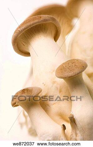 Stock Photo - Trumpet Mushrooms. Fotosearch