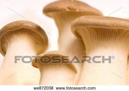 Trumpet Mushrooms View Large Photo Image Stock Photo - Trumpet Mushrooms. Fotosearch