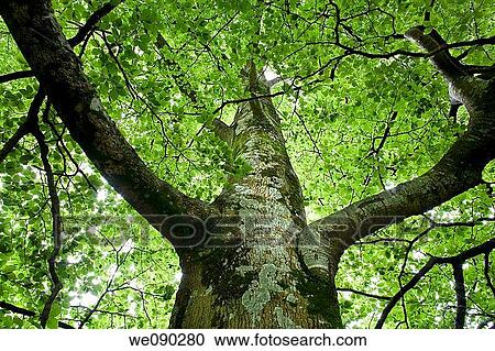 trunk and leaves of a beech tree (Fagus sylvatica) View Large Photo Image Stock Image - trunk and leaves of a beech tree (Fagus sylvatica). Fotosearch