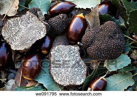 Tuber melanosporum View Large Photo Image Stock Photography - Tuber melanosporum. Fotosearch