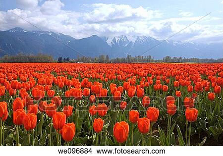 Tulips flower at the Agassiz Tulip Festival 2009,? British Columbia?, Canada View Large Photo Image Picture - Tulips flower at the Agassiz Tulip Festival 2009,? British Columbia?, Canada. Fotosearch