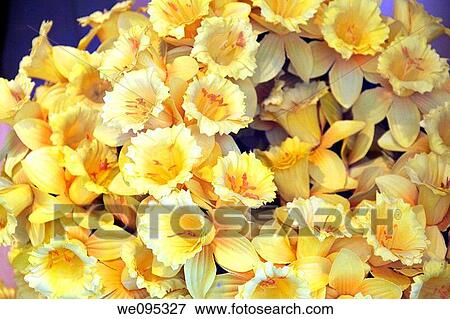 Tullips and flowers Liege Belgium View Large Photo Image Stock Photo - Tullips and flowers Liege Belgium. Fotosearch