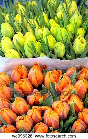 Tullips and flowers Liege Belgium View Large Photo Image Stock Photograph - Tullips and flowers Liege Belgium. Fotosearch