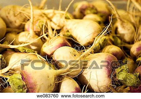 Turnips on Farmer Market. Brassica rapa View Large Photo Image Stock Image - Turnips on Farmer Market. Brassica rapa. Fotosearch