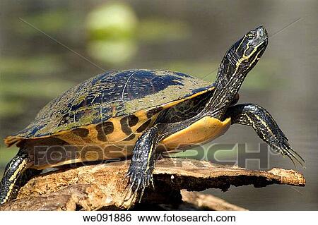 Turtle sunning on log - pond slider View Large Photo Image Stock Photograph - Turtle sunning on log - pond slider. Fotosearch