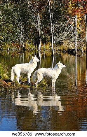Two Arctic Wolves watching waterfowl at the edge of a lake with an Autumn forest View Large Photo Image Stock Photography - Two Arctic Wolves watching waterfowl at the edge of a lake with an Autumn forest. Fotosearch
