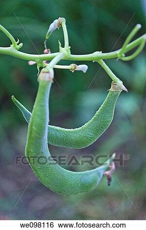 Two Beans on a Scarlet Runner Bean vine View Large Photo Image Stock Photograph - Two Beans on a Scarlet Runner Bean vine. Fotosearch