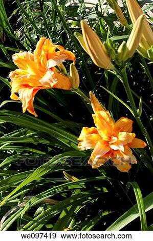 Two blooming doulbe orange daylilies in the light View Large Photo Image Stock Photo - Two blooming doulbe orange daylilies in the light. Fotosearch