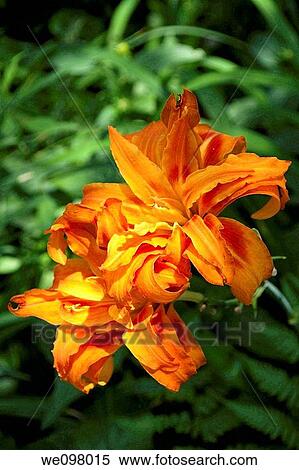 Two blooming orange double daylilies in the shade View Large Photo Image Stock Photography - Two blooming orange double daylilies in the shade. Fotosearch