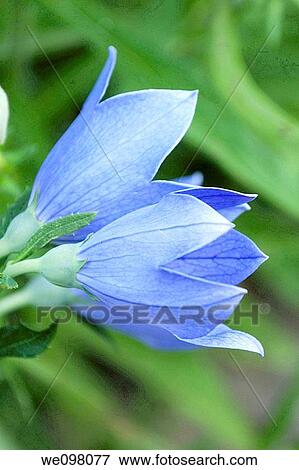 Two blue Balloon flowers View Large Photo Image Stock Photo - Two blue Balloon flowers. Fotosearch