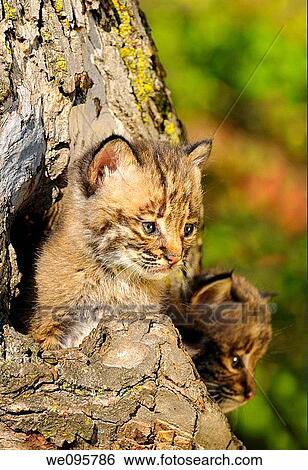 Two Bobcat kittens peeking out from the hollow of a tree in Autumn View Large Photo Image Stock Photograph - Two Bobcat kittens peeking out from the hollow of a tree in Autumn. Fotosearch