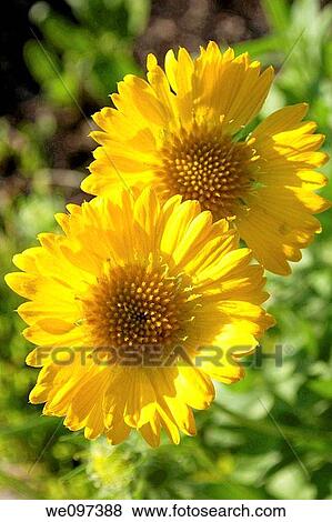 Two bright yellow gaillardia's called Gold Goblin View Large Photo Image Stock Photo - Two bright yellow gaillardia's called Gold Goblin. Fotosearch