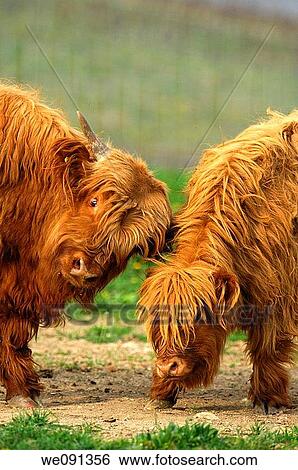 Two calves testing their strength, Highland Cattle, Kyloe View Large Photo Image Stock Photograph - Two calves testing their strength, Highland Cattle, Kyloe. Fotosearch