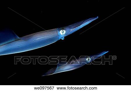 Two common squid loligo vulgaris View Large Photo Image Stock Photo - Two common squid loligo vulgaris. Fotosearch