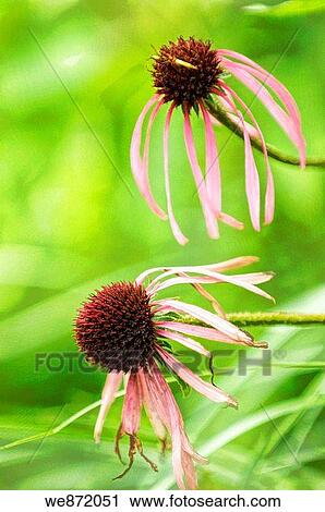 Two Disheveled Fading Pink Coneflowers View Large Photo Image Stock Image - Two Disheveled Fading Pink Coneflowers. Fotosearch