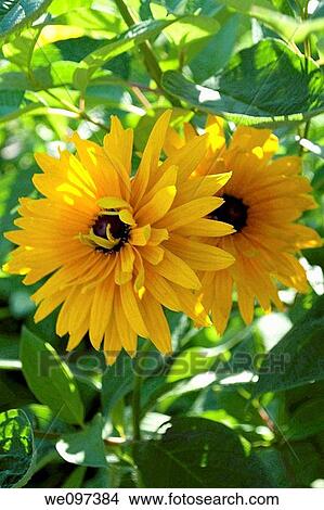 Two doubled black eyed susans View Large Photo Image Picture - Two doubled black eyed susans. Fotosearch