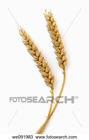 two ears of wheat cut out View Large Photo Image Stock Image - two ears of wheat cut out. Fotosearch