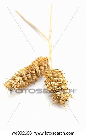 two ears of wheat View Large Photo Image Stock Image - two ears of wheat. Fotosearch