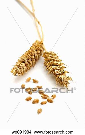 Picture - two ears of wheat with separate grains. Fotosearch