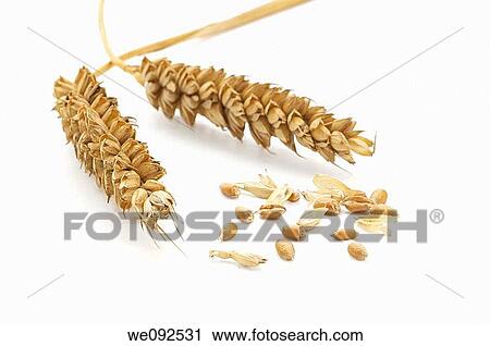 two ears of wheat with separate grains and chaff View Large Photo Image Stock Image - two ears of wheat with separate grains and chaff. Fotosearch
