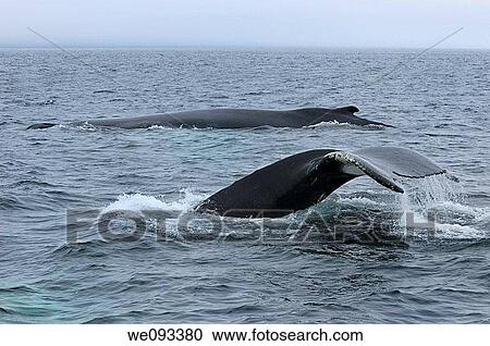 Two female humpback whales traveling at Twillingate Newfoundland showing dorsal fin and tail View Large Photo Image Stock Image - Two female humpback whales traveling at Twillingate Newfoundland showing dorsal fin and tail. Fotosearch