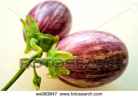 Two Freshly Harvested Graffiti Eggplants on Cutting Board. Solanum melongena. View Large Photo Image Stock Photo - Two Freshly Harvested Graffiti Eggplants on Cutting Board. Solanum melongena.. Fotosearch