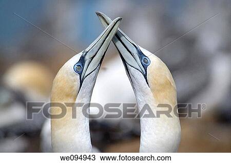 Two gannets moris in front of a gannet colony in Australia View Large Photo Image Stock Image - Two gannets moris in front of a gannet colony in Australia. Fotosearch