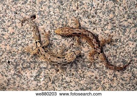 Stock Image - Two geckos on the stone. Hawaii, Maui, USA. Fotosearch