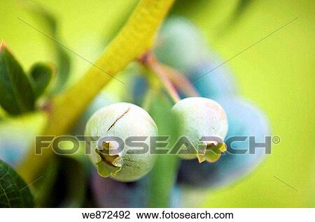 Two Green Blueberries Ripening on a Bush Vaccinium corymbosum June 2005 View Large Photo Image Stock Image - Two Green Blueberries Ripening on a Bush Vaccinium corymbosum June 2005. Fotosearch