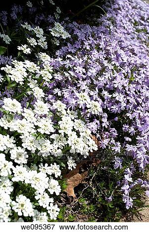 Stock Photo - Two ground covers in bloom, iberis and creeping phlox. Fotosearch