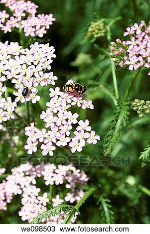 Two insects on some pink perennial Yarrow View Large Photo Image Stock Image - Two insects on some pink perennial Yarrow. Fotosearch