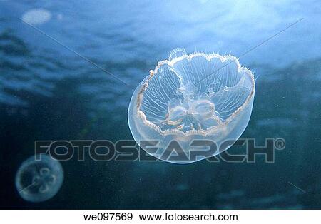 Two jellyfish in the blue View Large Photo Image Stock Photo - Two jellyfish in the blue. Fotosearch