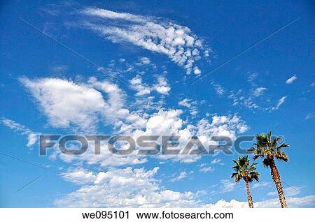 two large Palm trees on a blue sky background View Large Photo Image Stock Image - two large Palm trees on a blue sky background. Fotosearch