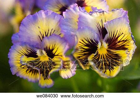 Two Lavender Blue and Yellow Pansies with Dark Whiskers. Viola x wittrockiana View Large Photo Image Stock Image - Two Lavender Blue and Yellow Pansies with Dark Whiskers. Viola x wittrockiana. Fotosearch